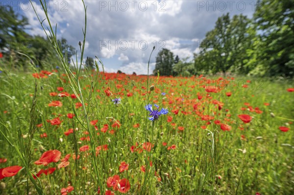 Flowering poppy flowers (Papaver rhoeas), in front a cornflower (Centaurea cyanus) in a field,