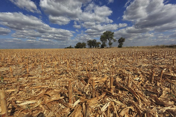 Romania, in the south of the country, maize field after harvest, harvested, stubble field, Europe