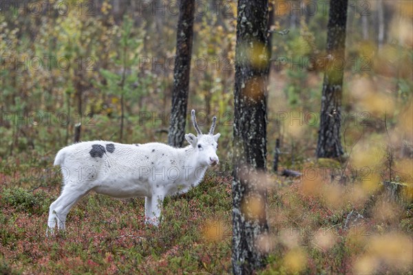 Reindeer (Rangifer tarandus) in the forest, Lapland, Finland, Europe