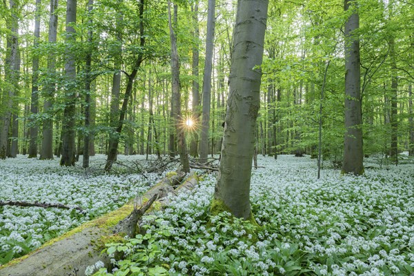 Near-natural deciduous forest with flowering wild garlic (Allium ursinum), sun star, Hainich