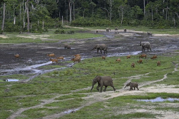 Forest elephants (Loxodonta cyclotis) and bongo antelopes (Tragelaphus eurycerus) in the Dzanga Bai