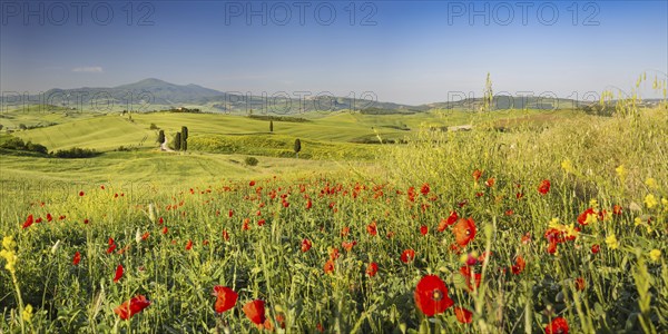 Landscape at sunrise around Pienza, Val d'Orcia, Orcia Valley, UNESCO World Heritage Site, Province