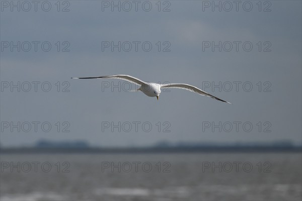 Seagull in flight, in the background Hallig Hooge, North Frisia, Schleswig-Holstein, Germany,