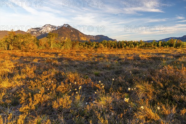 Cottongrasses (Eriophorum), True grasses (Poaceae), Birch (Betula), Betulaceae, spring, raised bog
