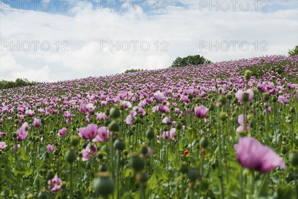 Opium poppy (Papaver somniferum), opium poppy field, Erlenbach, near Heilbronn, Baden-Württemberg,