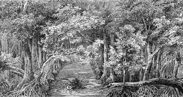 Canal in the mangrove swamp on Ponape, Caroline Islands, today Micronesia, in 1880, Historical,