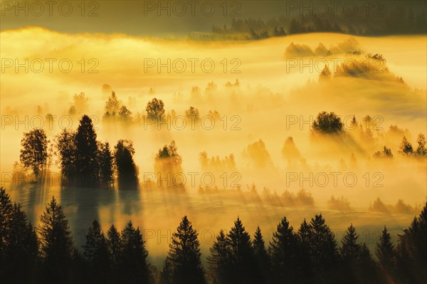 Fog and forest at the Rothenthurm high moor, Canton Schwyz, Switzerland, Europe