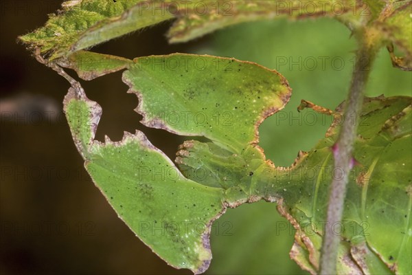 Close-up of Pulchriphyllium species, leaf insect, walking leaf native to the tropical forests of