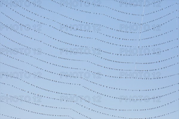 Dewdrops on a spider's web, Switzerland, Europe