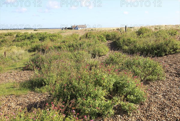 Valerian plant vegetated shingle beach, Shingle Street, Suffolk, England, Uk