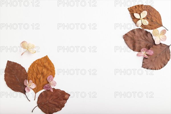 Composition with yellow and brown beech autumn leaves and hydrangea flowers, mockup on white