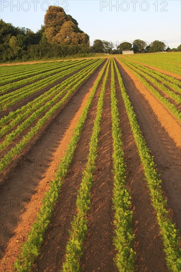 Green lines of carrot crop growing in sandy soil, Shottisham, Suffolk, England, UK