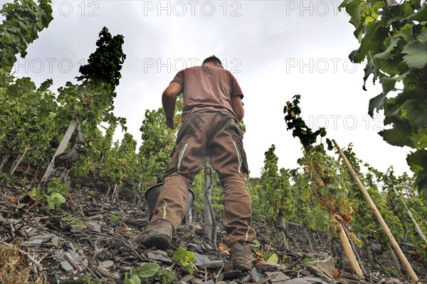 A grape harvest helper picking Riesling grapes in one of the steepest vineyards in Europe, Neef,