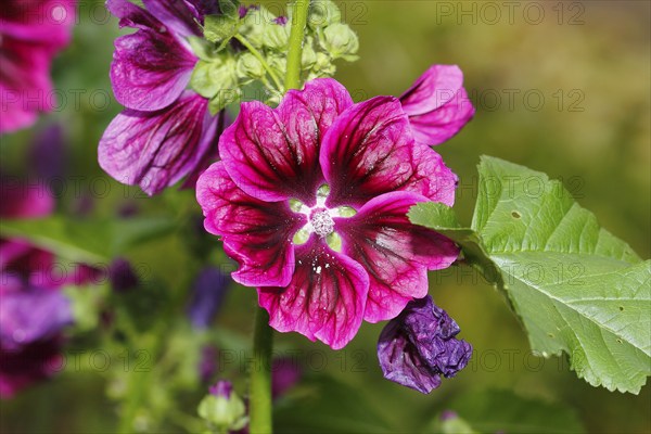 Common mallow (Malva sylvestris), North Rhine-Westphalia, Germany, Europe