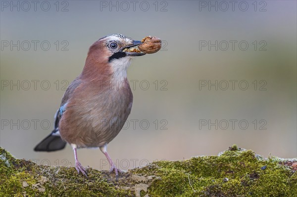 Eurasian jay (Garrulus glandarius) sunrise, frost, with walnut as food, winter feeding, hoarfrost,