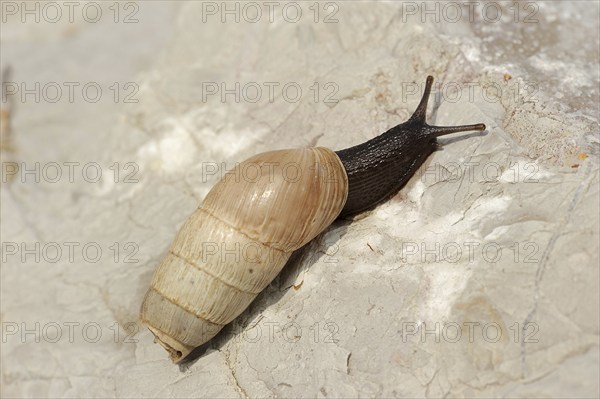 Decollate snail (Rumina decollata), Provence, Southern France