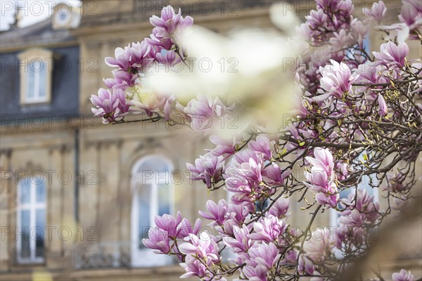 Magnolia blossom, blooming magnolias (Magnolia) in front of the New Palace, Stuttgart,