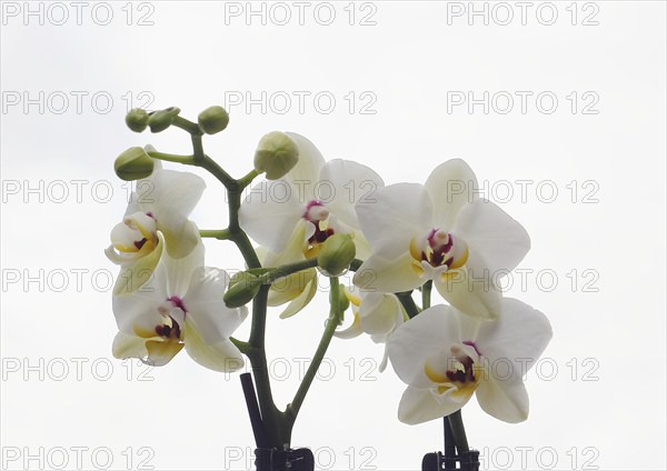 Butterfly orchid (Phalaenopsis), flowers