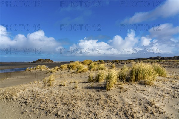Dune landscape, sand dunes, dune grass in the west of Borkum, island, East Frisia, winter, season,
