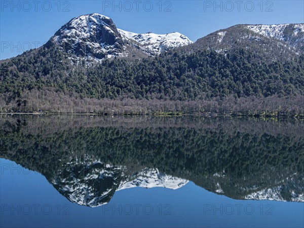 Lake Lago Quilleihue, calm surface, reflections on the water, araucaria trees, Villarica NP near