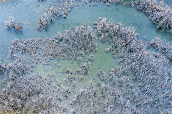 Flooded forest with dead trees, river Rio Norte damned by landslide creating a new lake, aerial