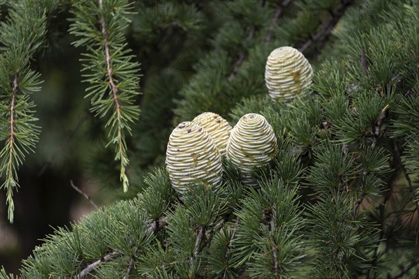 Cones of the Atlas cedar (Cedrus atlantica), France, Europe