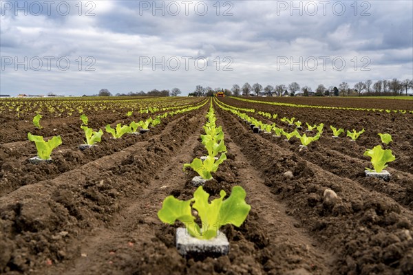Lettuce plants, in press pots, they are planted in a field with a planting machine, agriculture,