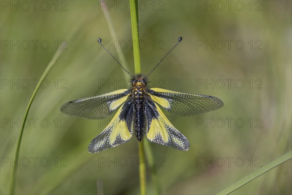 Owly sulphur Ascalaphe (Libelloides coccajus) in a meadow in spring. Kaiserstuhl, Emmendingen,