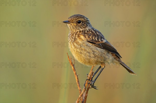 Stonechat, (Saxicola torquata), foraging, female, Eich, Rhineland-Palatinate, Germany, Europe