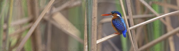Crested Kingfisher, Corythohrnis cristatus, (Alcedo cristata), Kingfisher family, Malachite