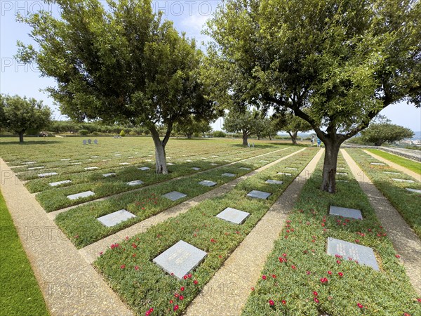 Olive trees (Olea europaea) stand between cast shadows on rows of grave slabs Gravestones Graves of