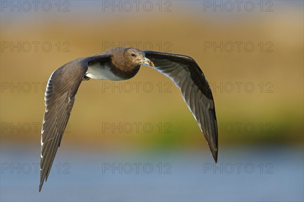 Hemprich's Gull, (Larus hemprichii), medium sized, rusty brown, flight photo, Raysut, Salalah,