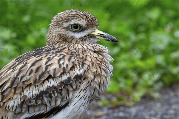 Eurasian stone-curlew, Eurasian thick-knee (Burhinus oedicnemus) close-up portrait