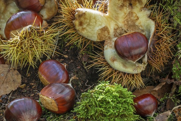 Sweet chestnut, Spanish chestnuts (Castanea sativa) close-up of fallen spiny cupules and brown nuts