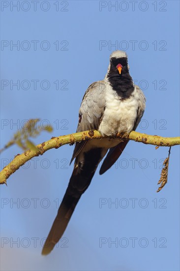 Cape Dove, (Oena capensi), Road N4 to Kaolack, Firgui, Senegal, Africa