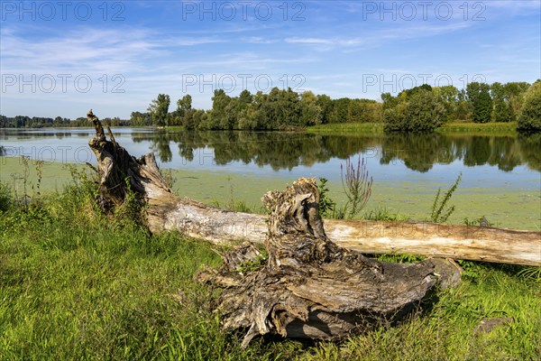 Bislicher Insel nature reserve, near Xanten on the Lower Rhine, floodplain landscape, old Rhine