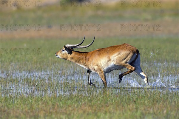 Red hartebeest, Africa, Botswana, (Kobus leche), Okovango Delta, Africa