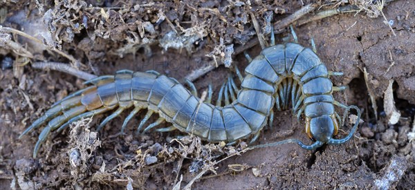Scolopender, giant centipede, Scolopendromorpha, (Chilopoda), El Millaron, Salorino, Extremadura