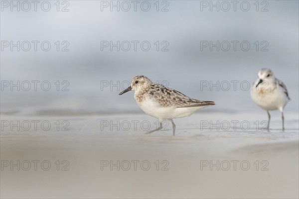 Sanderling (Calidris alba) feeding on a beach. Camaret sur mer, Crozon, Finistere, Brittany,