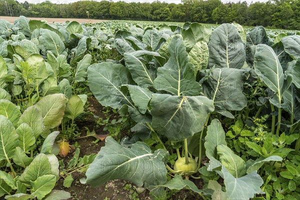 Field with kohlrabi plants, kohlrabi tubers, North Rhine-Westphalia, Germany, Europe