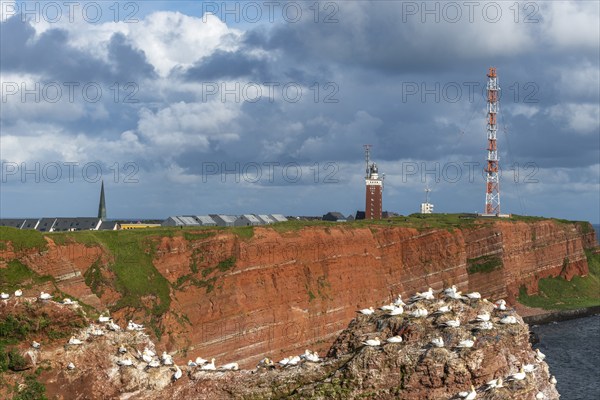 Red coloured sandstone, steep cliff coast of the high seas island Helgoland, home of the gannets,