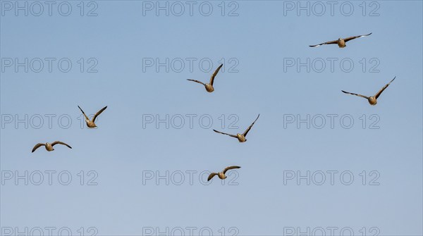 Burchell's sandgrouse (Pterocles burchelli), group in flight, Etosha National Park, Namibia, Africa