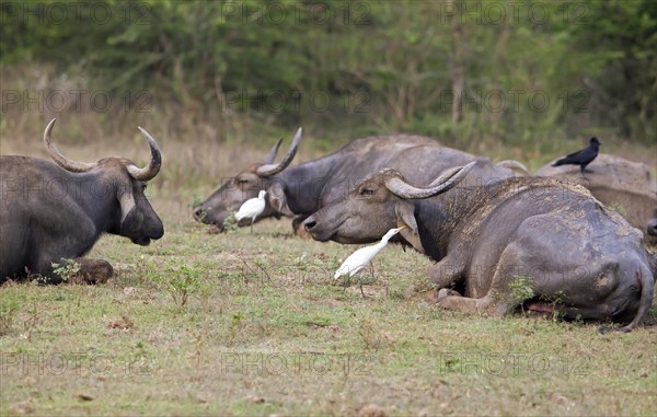 Water buffalo (Bubalus arnee) and great egret (Ardea alba) in Yala Natioal Park, Southern Province,