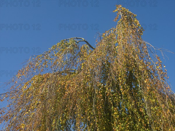 Autumn leaves, autumn colours, leaf colouring, autumn leaf colouring, autumn, East Frisia, Lower