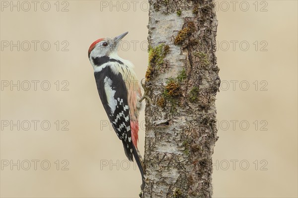 Middle spotted woodpecker (Dendrocopos medius), on a birch tree, wildlife, woodpeckers, nature
