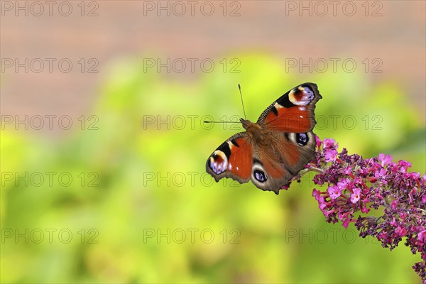 Peacock butterfly (Inachis io) sucking nectar on butterfly bush (Buddleja davidii), in a natural