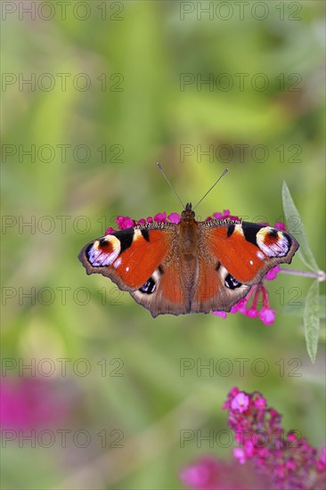 Peacock butterfly (Inachis io) sucking nectar on butterfly bush (Buddleja davidii), in a natural
