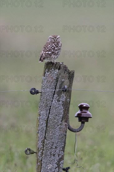 Little owl (Athene noctua), Emsland, Lower Saxony, Germany, Europe