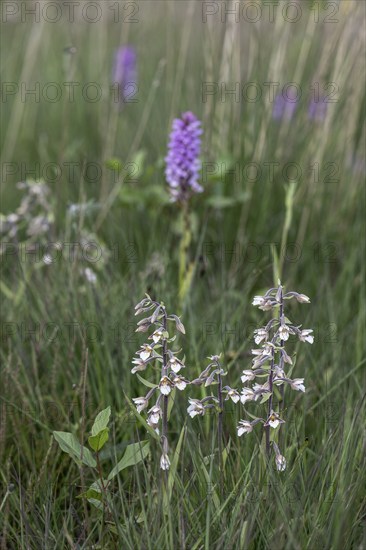 Marsh helleborine (Epipactis palustris) and Southern marsh orchid (Dactylorhiza praetermissa),