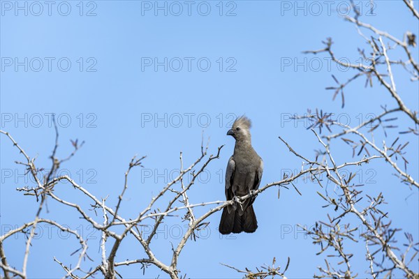 Grey go-away-bird (Corythaixoides concolor) sitting on a branch against a blue sky, Kruger National